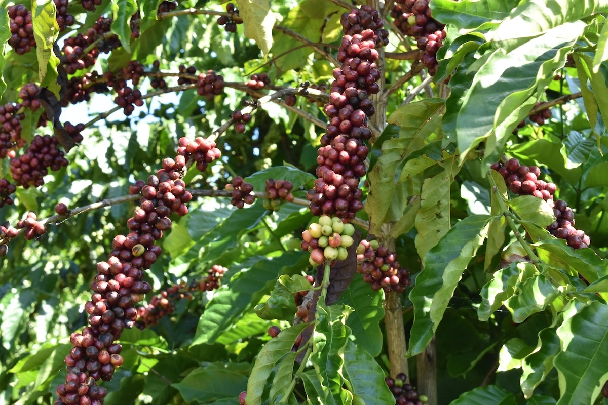 ベトナムで行っているコーヒー農園の細菌叢の研究